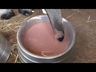 Giant Anteater Enjoys Dinner With His Enormous Tongue
