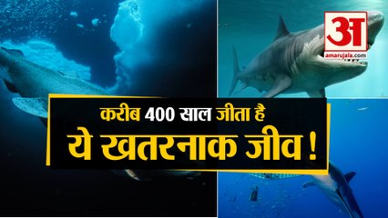 कैसे 400 बरस तक जिंदा रह सकती है Greenland shark