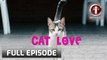 I-Witness: 'Cat Love,' dokumentaryo ni Kara David (Full Episode)