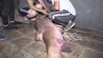 Karasu Nehri'nde 85 kilogram ağırlığında 180 santimetre uzunluğunda turna balığı yakalandı