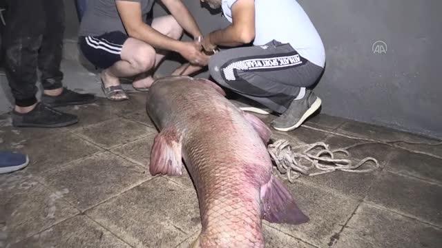 Karasu Nehri'nde 85 kilogram ağırlığında 180 santimetre uzunluğunda turna balığı yakalandı