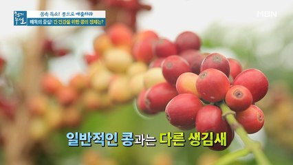 해독의 중심! 간 건강을 위한 콩의 정체는?