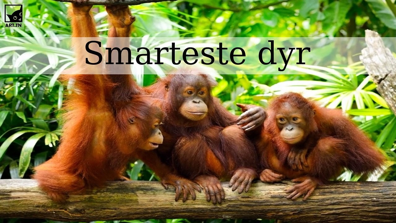 De 6 smarteste dyr i verden - video Dailymotion