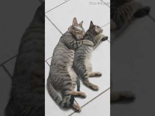 Caring Mama Cuddles Her Kitten