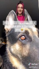 Shepherd Steals Dancer's Spotlight