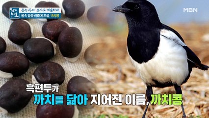 몸속 염증 배출에 도움 되는 '까치콩'