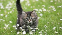 Can Cats Eat Daisies?