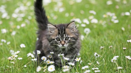 Can Cats Eat Daisies?