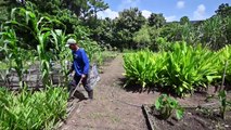 Le Salvador veut conserver ses graines endémiques