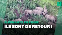 Après son périple en Chine, le troupeau d’éléphants migrateurs revient à son point de départ