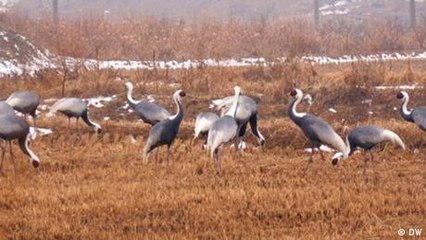 Cranes in the Demilitarized Zone
