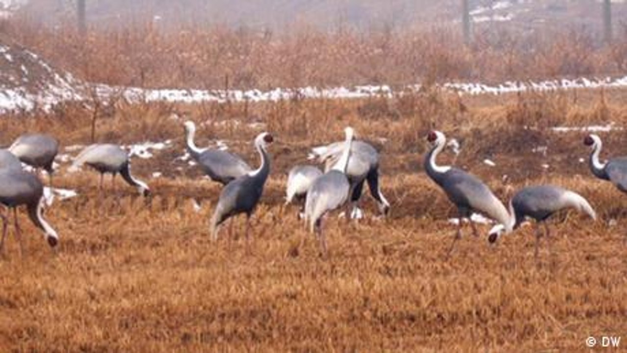 Cranes in the Demilitarized Zone