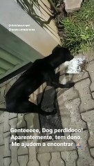 Umuaramenses encontram cachorro na rua Arapongas e estão em busca do tutor
