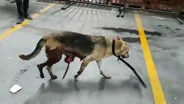 Hayvanseverler İmamoğlu'na isyan etti: Lanet ettim