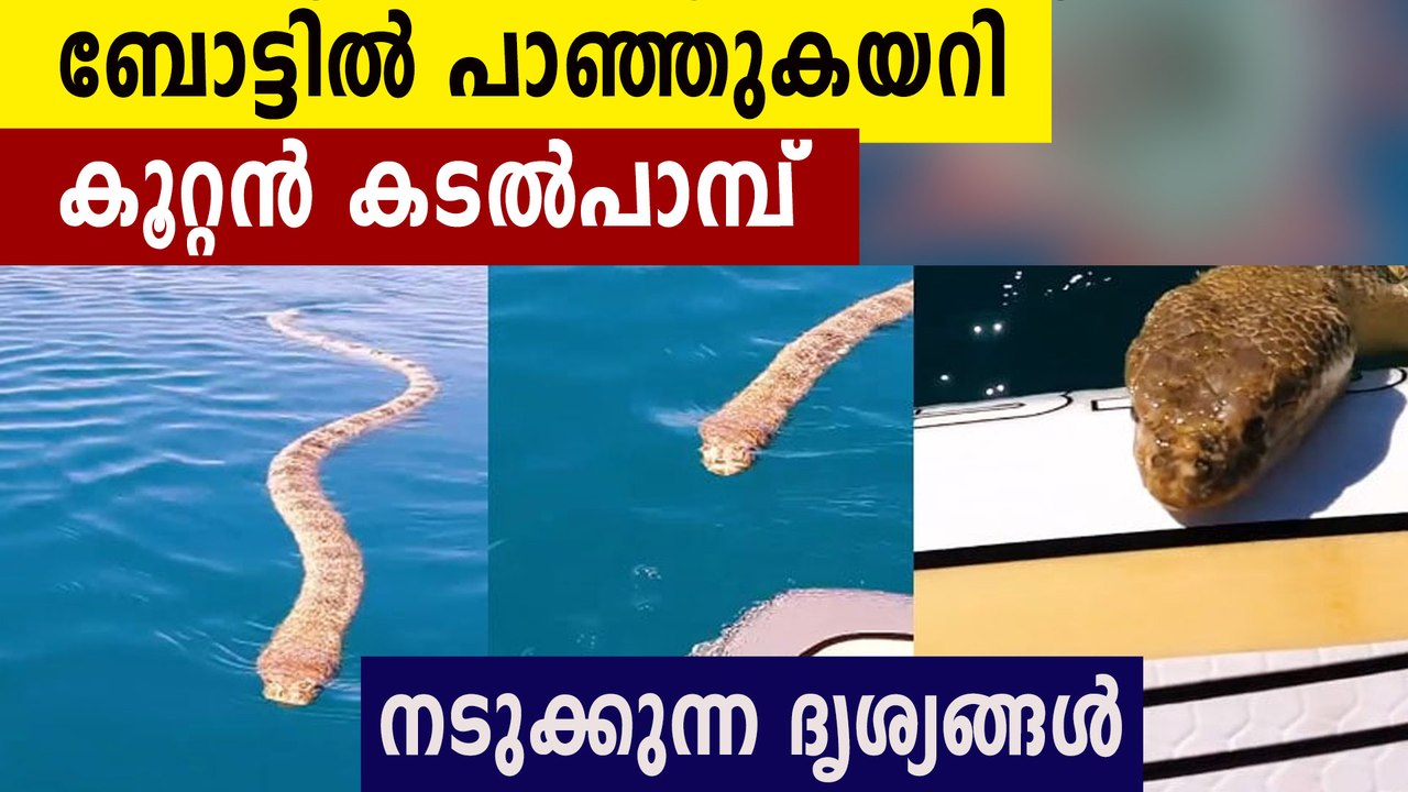 Man films huge sea snake approaches his boat | Oneindia Malayalam