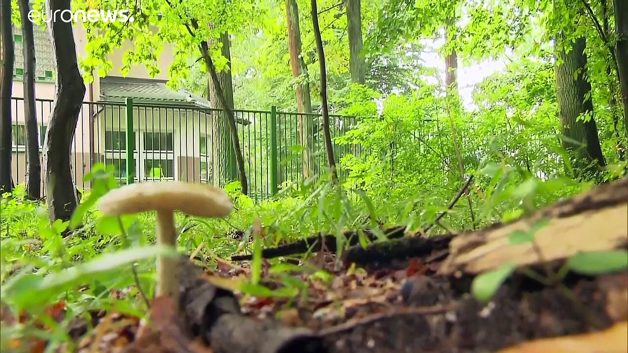 Polen: Afghane (5) stirbt nach Pilzvergiftung