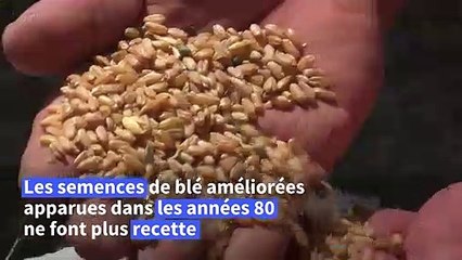 En Tunisie, le renouveau des semences traditionnelles face au défi climatique