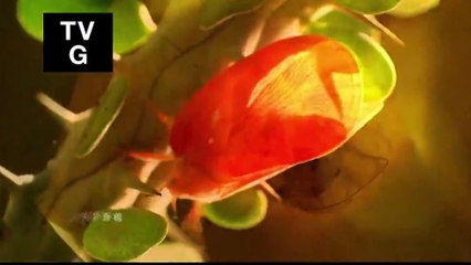 Weavers' Island + 织工岛