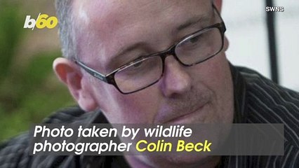 Avian Advertisement! Photog Snaps Pic of Crow Flying off With Empty Red Bull Can!