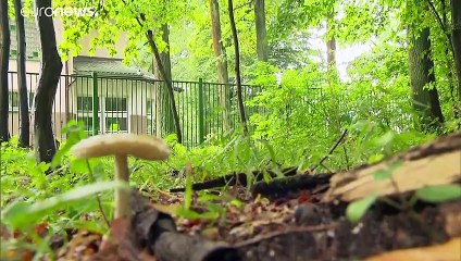 La Polonia indaga sull'avvelenamento da funghi dei profughi afghani