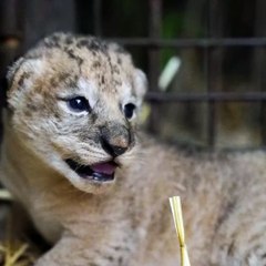 Naissance surprise de deux lionceaux au Zoo d'Amnéville