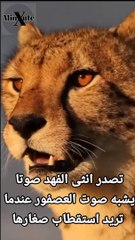 الفهد اسرع حيوان علي وجه الارض