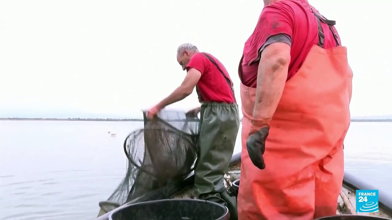 Cangrejos azules, una especie invasora que amenaza la biodiversidad de la costa francesa