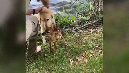 Perro salva a un ciervo bebé en un lago y se niega a abandonarlo tras rescatarlo