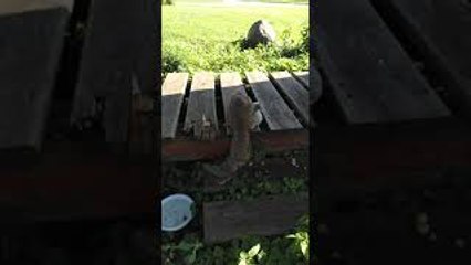 Rescued Squirrel Plays with Toy Unicorn