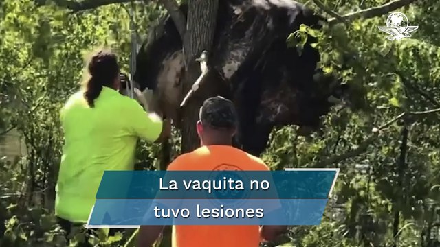 Vaca es rescatada de un árbol luego del paso del huracán Ida en Louisiana, Estados Unidos
