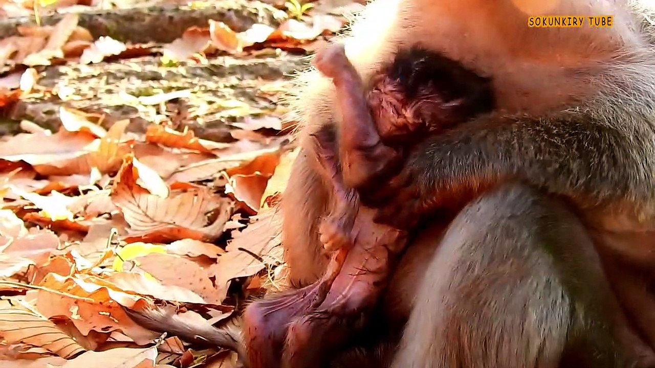 monkey pain abuse tortured 5