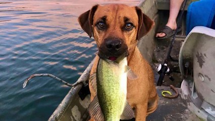 Throwing Out Jugs, Catching Big Bass, & Most Importantly Hanging Out With My Dog