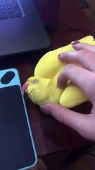 Ring-Neck Parrot Richie Love Hugs