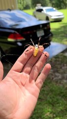 Giant Spider Climbs Around Arm