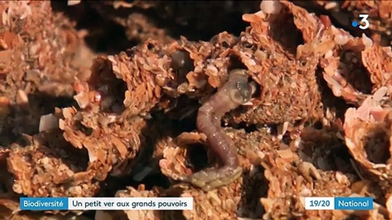 Biodiversité : Une espèce de vers miraculeux menacée
