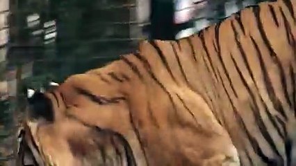 Tráiler "Apuntes para una biografía imaginaria" de Edgardo Cozarinsky