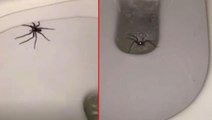 Klozete oturacağı sırada avcı örümceği gören kişi korkuyla sarsıldı! Sifonu çekmesi de işe yaramadı