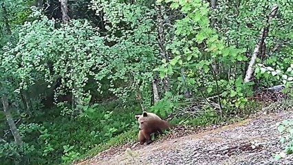 4 Bear Encounters That Will Give You Anxiety