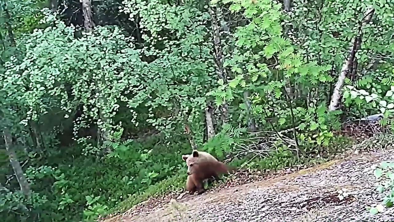 4 Bear Encounters That Will Give You Anxiety