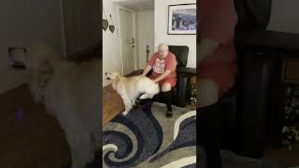Golden Retriever Hops for Butt Pats