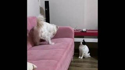 Cat Chastises Dog for Digging