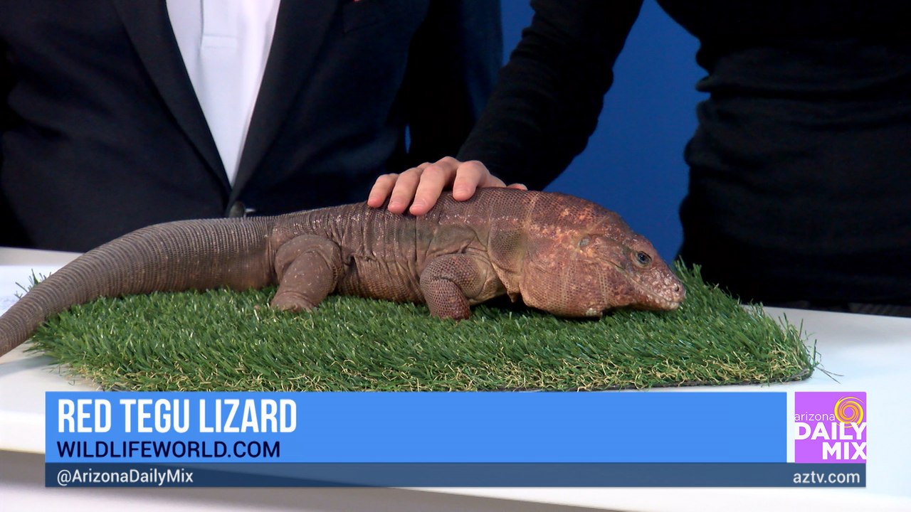 Meet Helios, the Red Tegu Lizard from Wildlife World Zoo, Aquarium & Safari Park