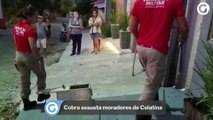 Cobra assusta moradores de Colatina