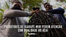 Produtores de Igarapé-Miri pedem atenção com qualidade do açaí