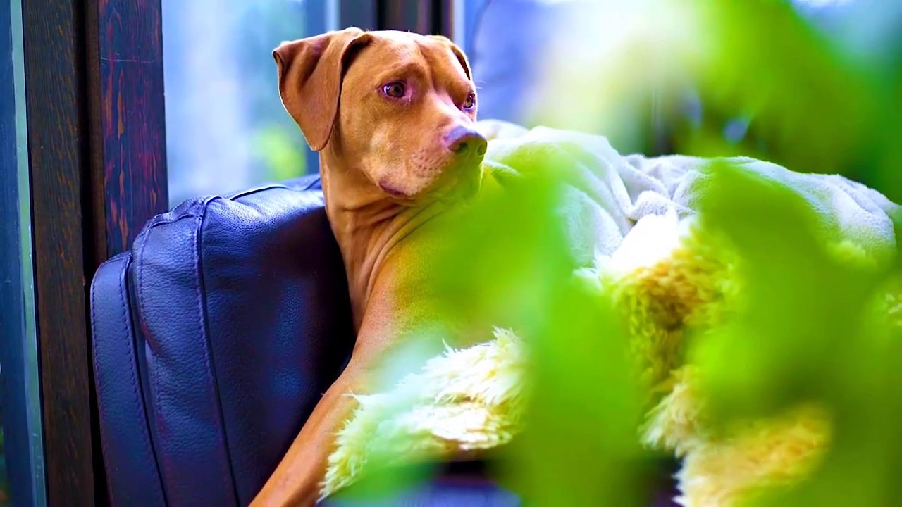 Dog Stairing Here And There - Funny Videos - Animal Lovers share