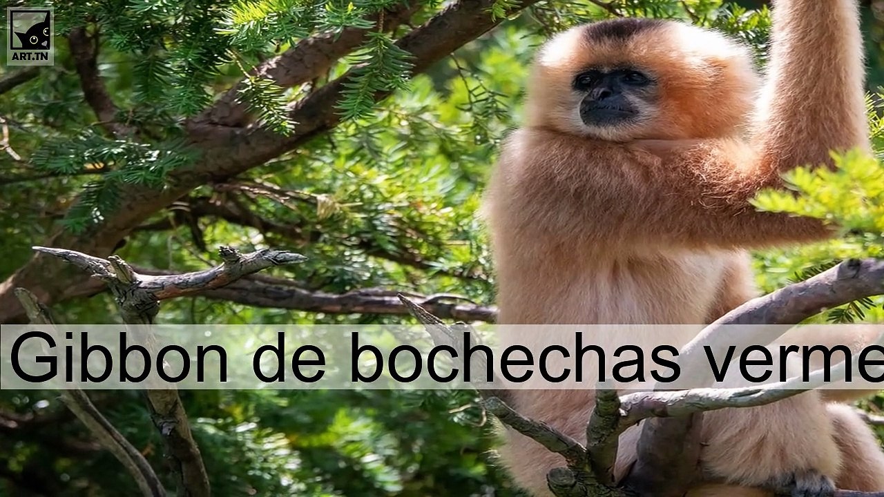 Os 10 melhores animais em perigo de extinção