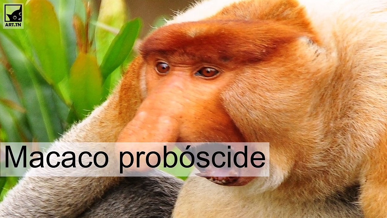 Os animais mais feios do planeta