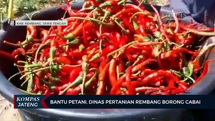 Bantu Petani, Dinas Pertanian Rembang Borong Cabai