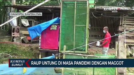 Raup Untung di Masa Pandemi dengan Beternak Maggot