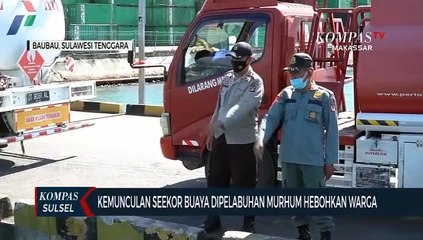 Kemunculan Seekor Buaya Dipelabuhan Murhum Hebohkan Warga
